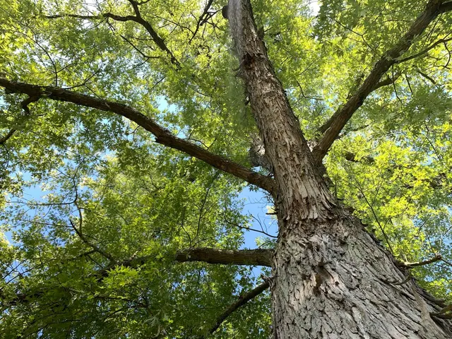 The stock market is a hollow tree that could be about to snap, warns bond king Gundlach