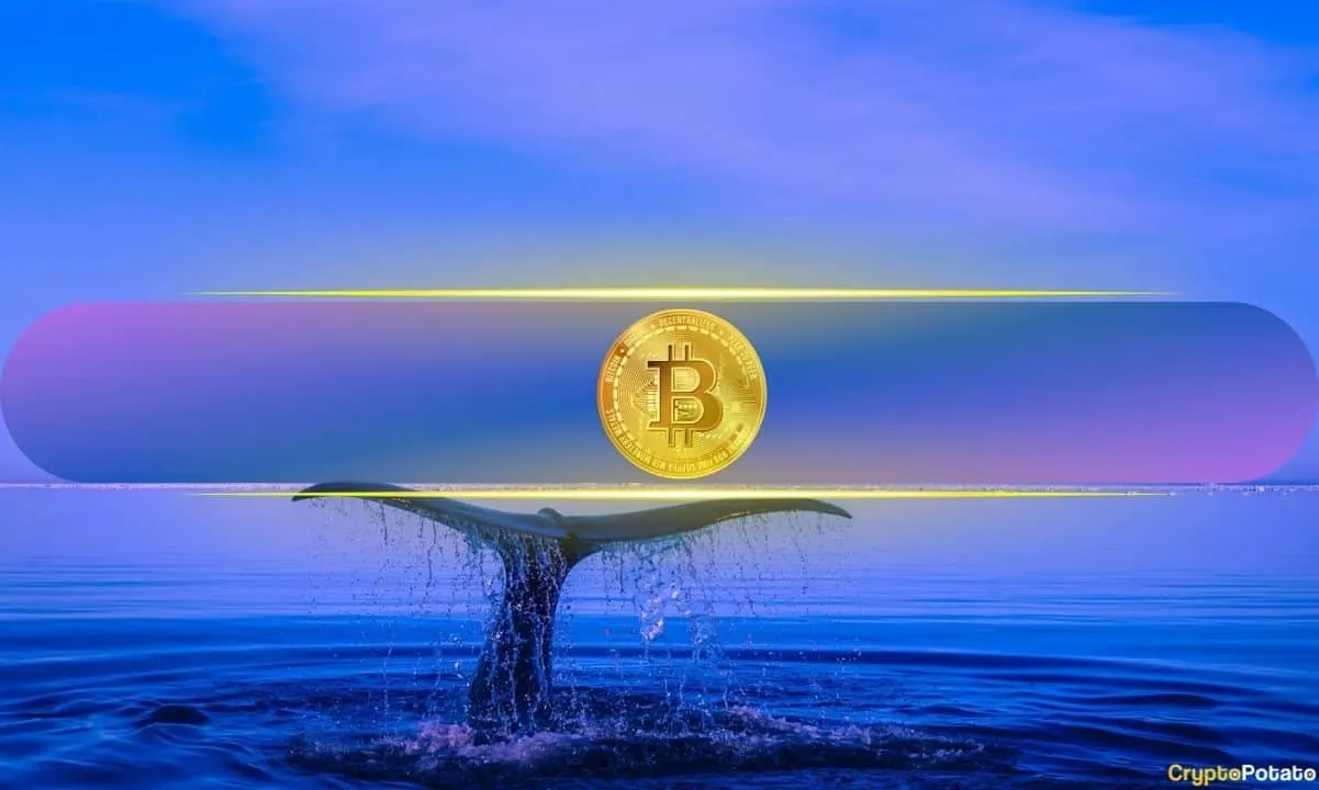 Bitcoin’s Biggest Holders Ramp Up Buying While Retail Traders Remain Flat