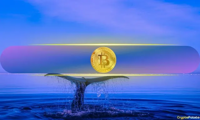 Bitcoin’s Biggest Holders Ramp Up Buying While Retail Traders Remain Flat