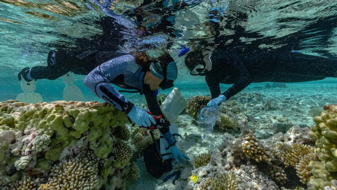 Rewilding could help vulnerable islands keep pace with rising seas