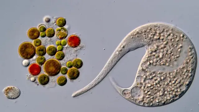 AI disqualification yields new Nikon Small World in Motion winner