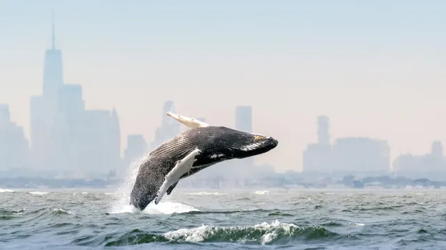 Blue Planet III is keeping the rough edges in the age of AI