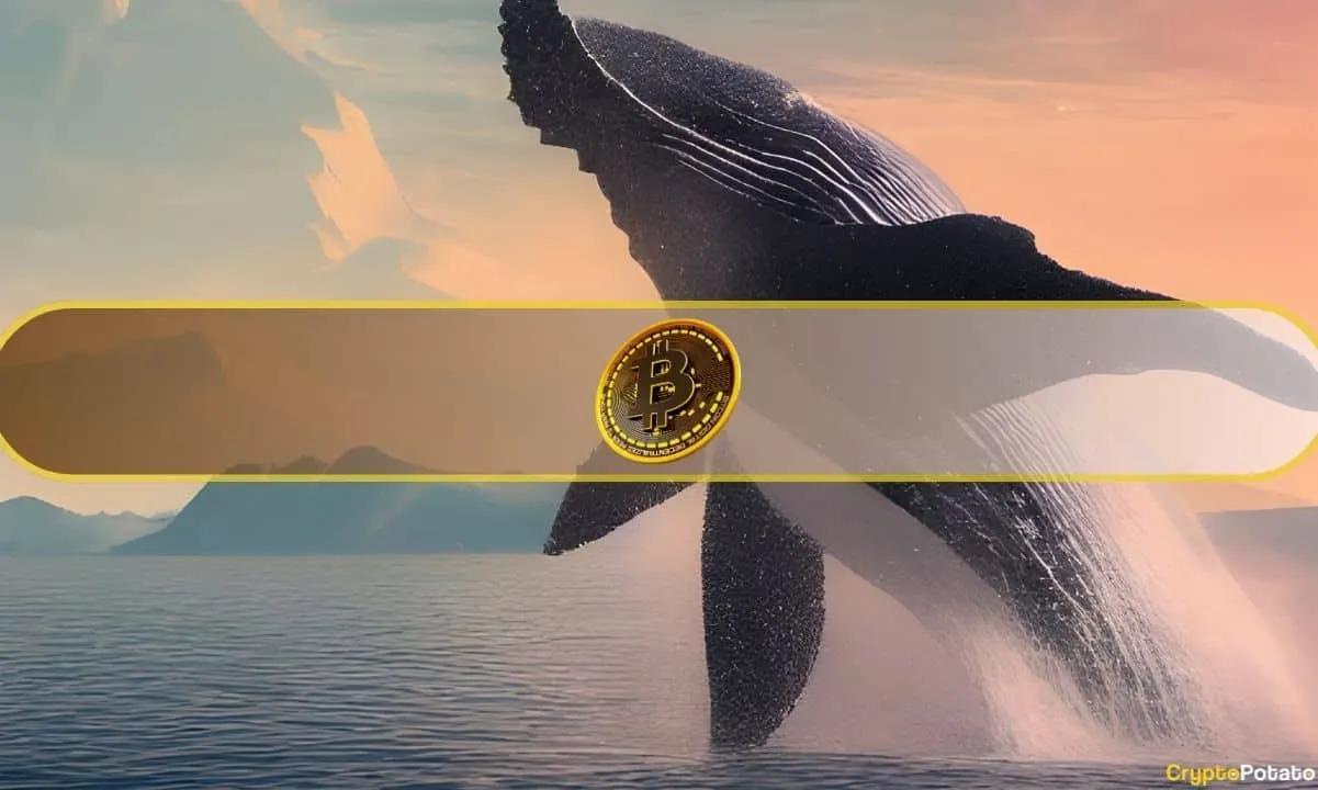 Bitcoin’s Biggest Holders Scoop Up Nearly 89,000 BTC in Just One Month