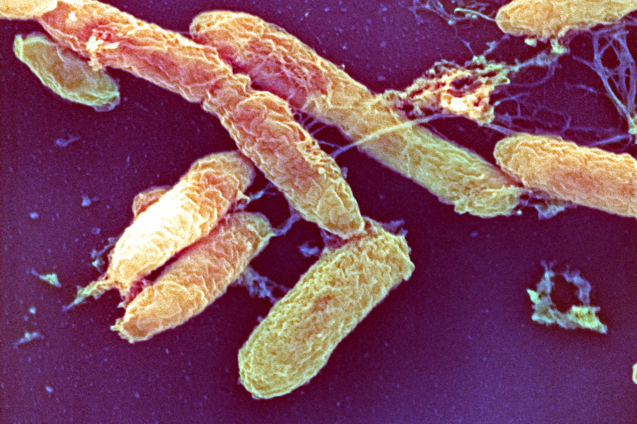 What is the pneumonic plague?